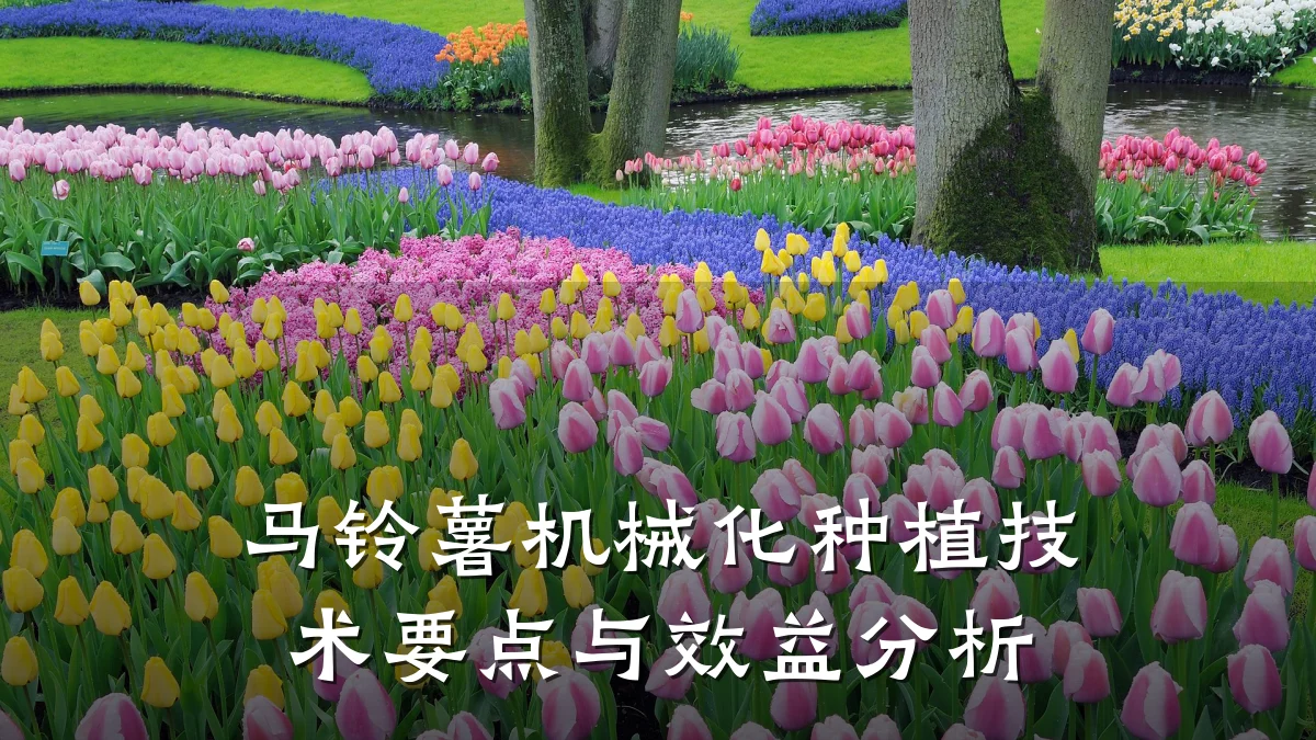 马铃薯机械化种植技术要点与效益分析