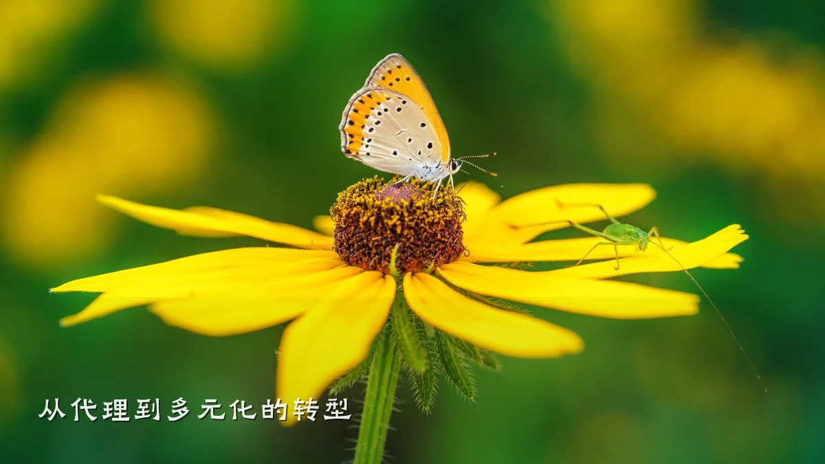 从代理到多元化的转型
