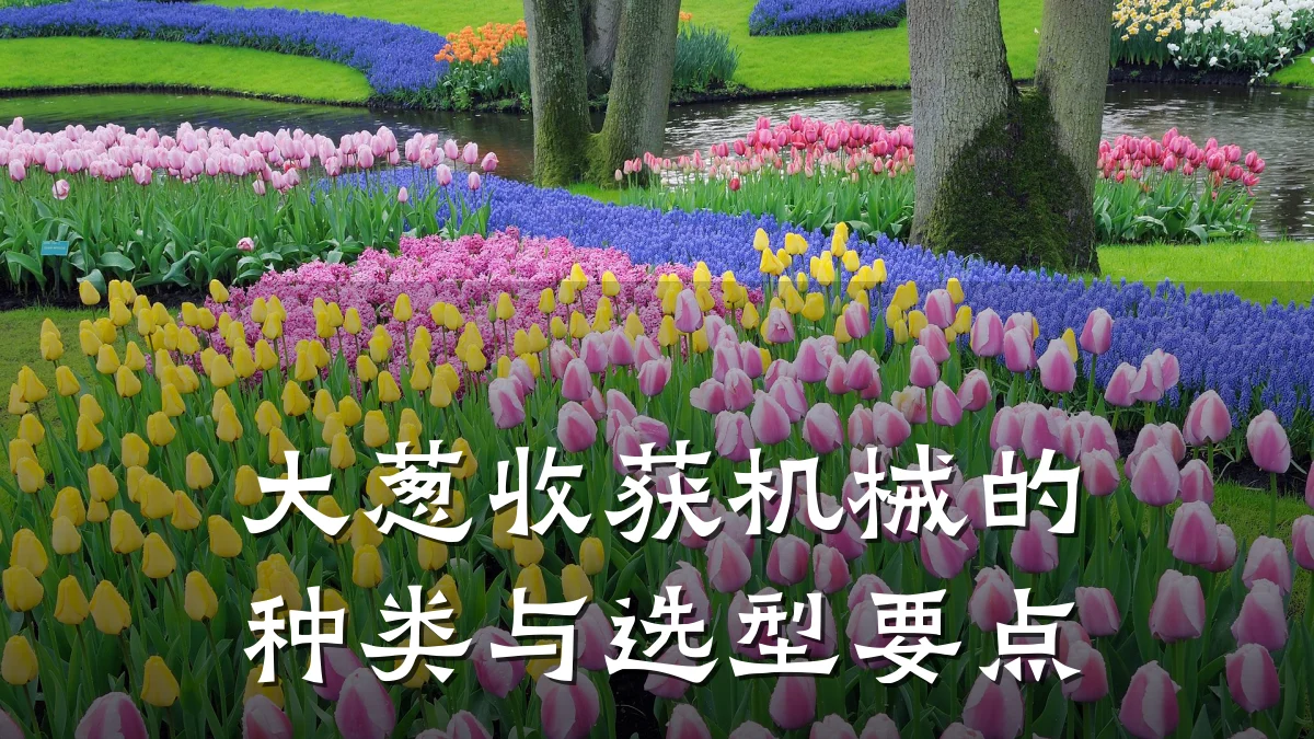 大葱收获机械的种类与选型要点