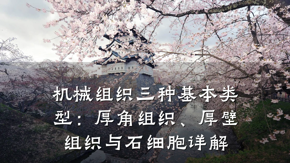 机械组织三种基本类型:厚角组织、厚壁组织与石细胞详解