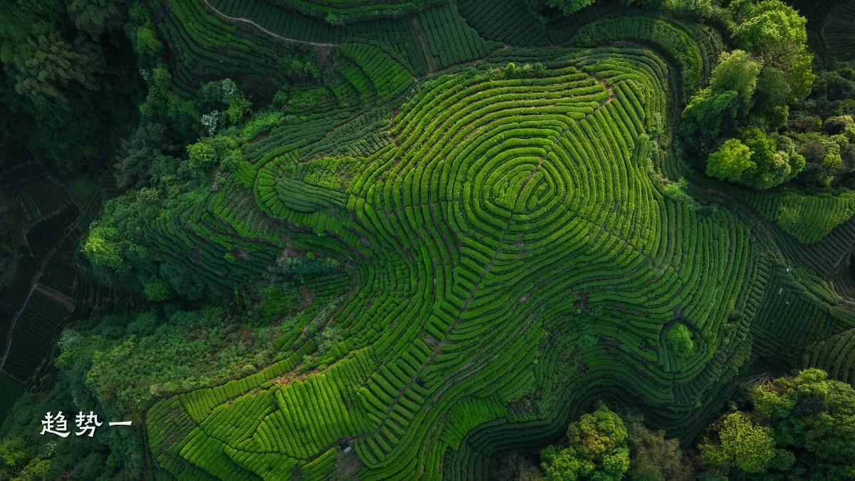 趋势一