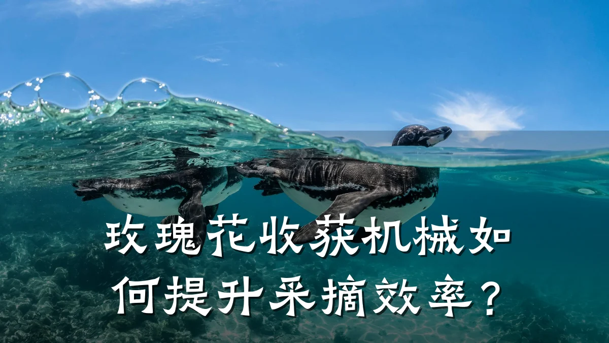 玫瑰花收获机械如何提升采摘效率？