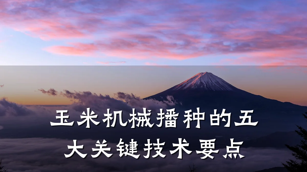 玉米机械播种的五大关键技术要点