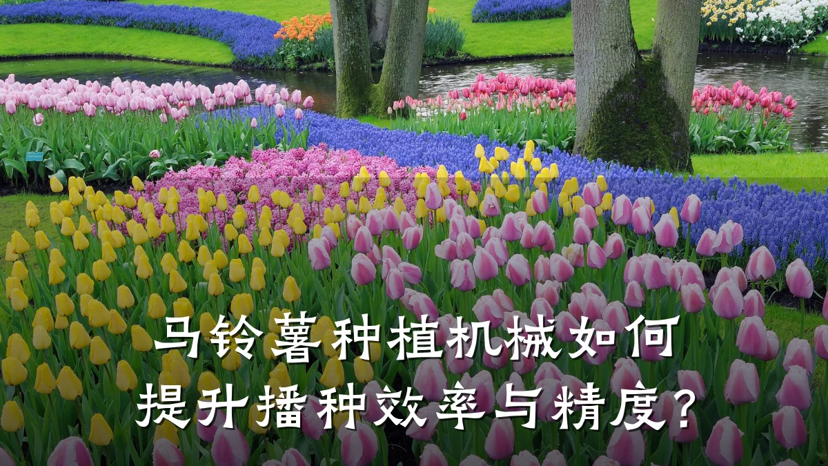 马铃薯种植机械如何提升播种效率与精度?