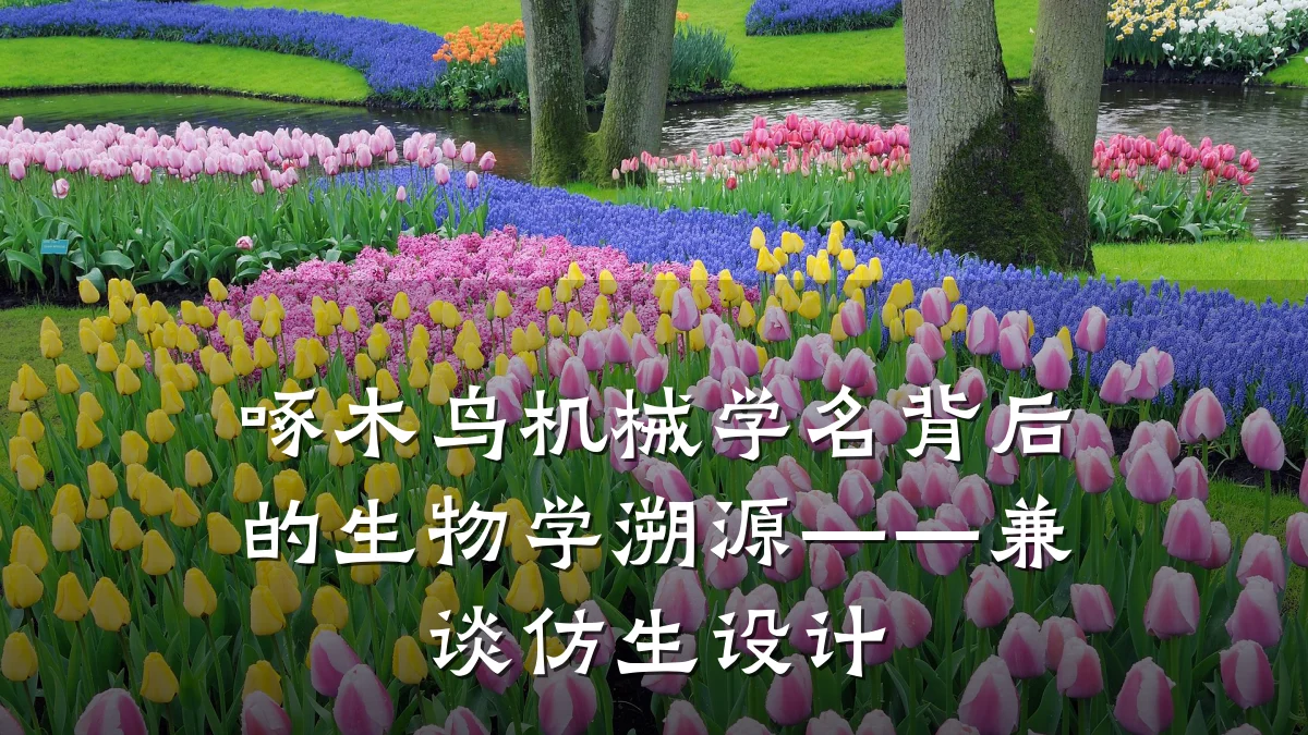 啄木鸟机械学名背后的生物学溯源——兼谈仿生设计