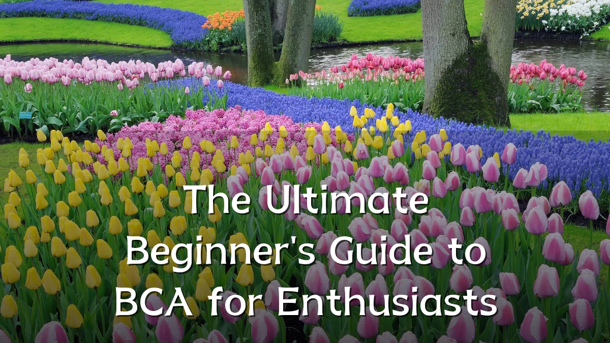 The Ultimate Beginner's Guide to BCA for Enthusiasts