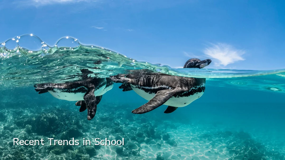 Recent Trends in School